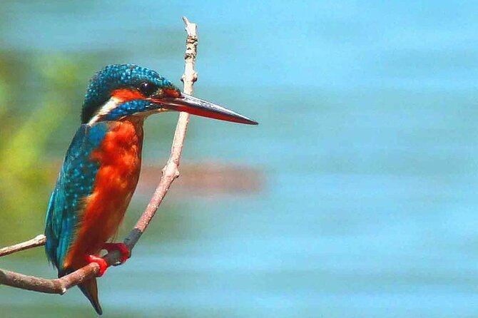 Muthurajawela Bird Watching Tour From Negombo / Colombo - Customer Feedback and Highlights