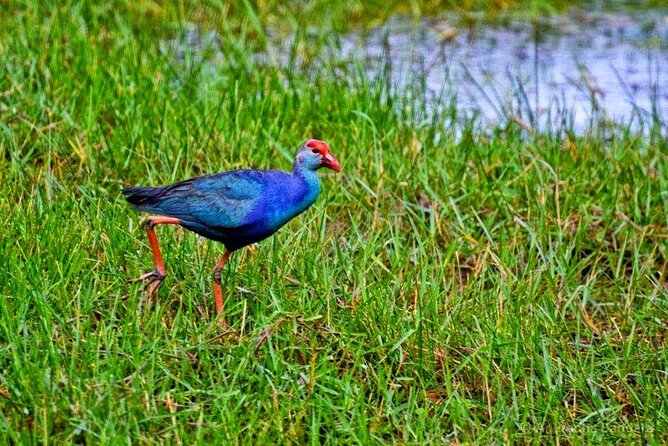 Muthurajawela Bird Watching Tour From Negombo / Colombo - Wildlife Sightings and Observations