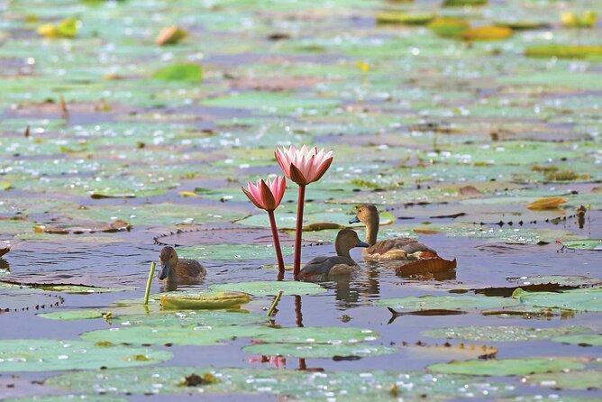 Muthurajawela Bird Watching Tour From Negombo / Colombo - Tour Booking and Cancellation