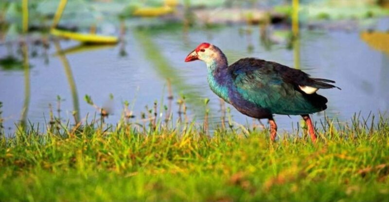 Muthurajawela: Wetland Bird Watching Tour From Colombo! - Key Points