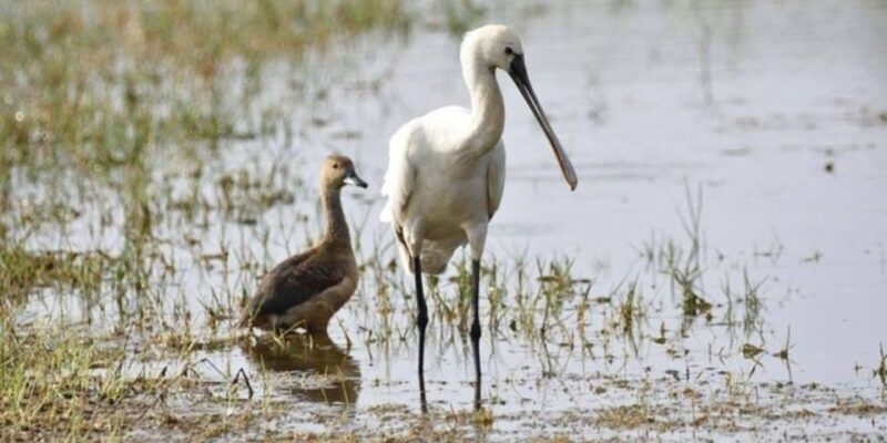 Muthurajawela: Wetland Bird Watching Tour From Colombo! - Pickup and Transportation