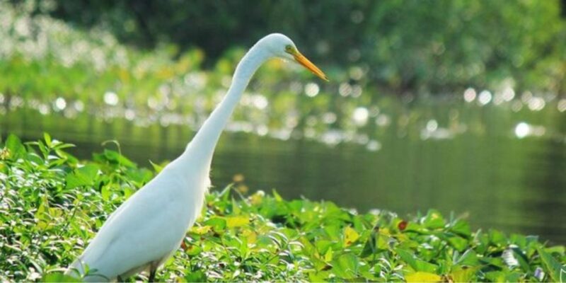 Muthurajawela: Wetland Bird Watching Tour From Colombo! - Birdwatching Experience