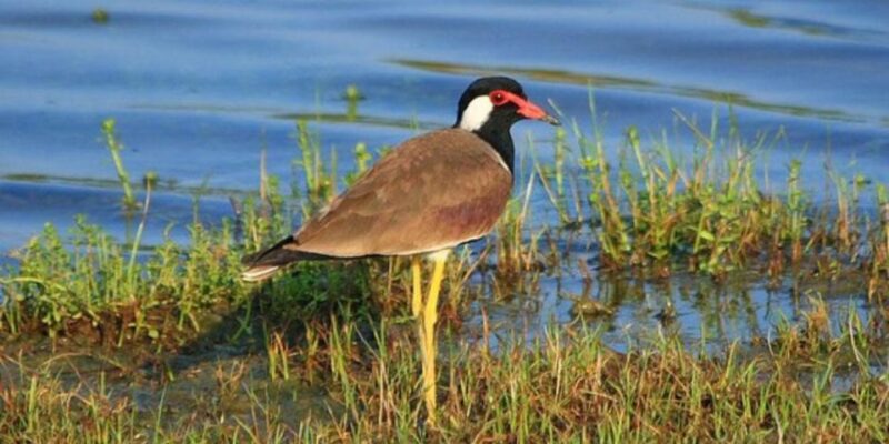 Muthurajawela: Wetland Bird Watching Tour From Colombo! - Inclusions and Exclusions