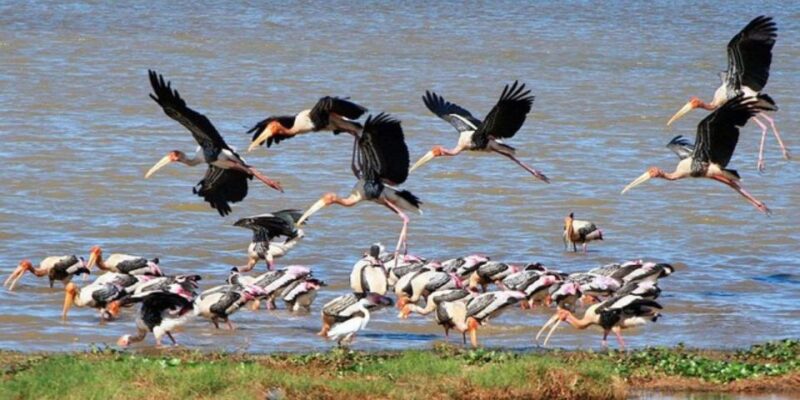 Muthurajawela: Wetland Bird Watching Tour From Colombo! - Exploring the Coastal Ecosystem
