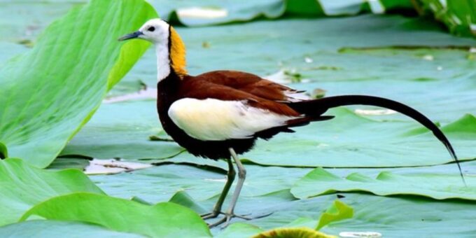 Muthurajawela: Wetland Bird Watching Tour From Colombo! - Photographic Opportunities