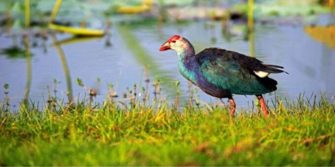 Muthurajawela: Wetland Bird Watching Tour From Colombo! - Legends and Treasures