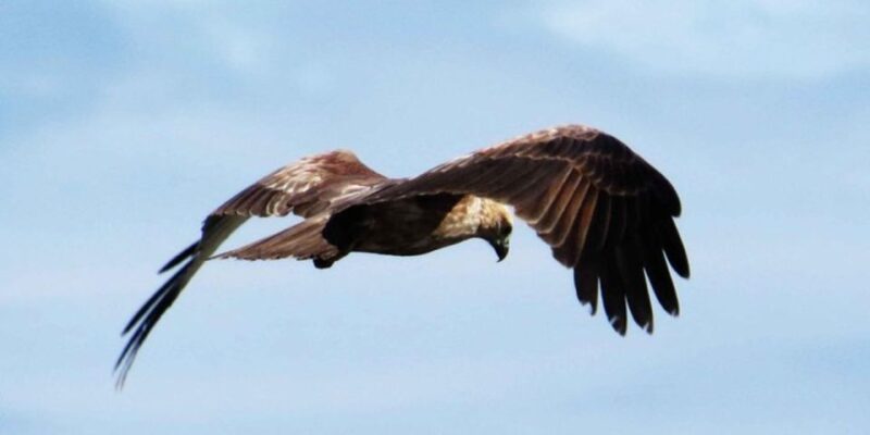 Muthurajawela Wetland: Birdwatching Expedition by Boat - Itinerary Details