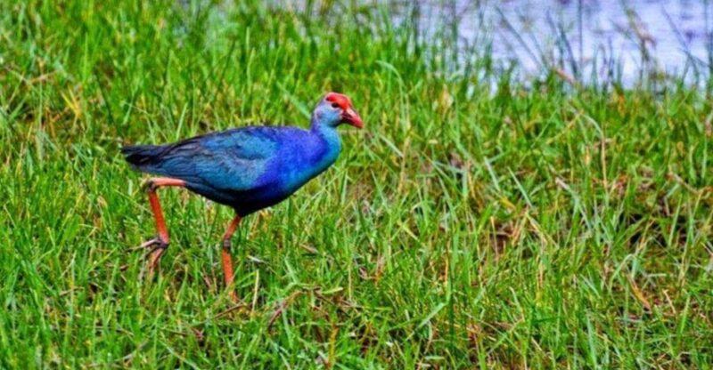 Muthurajawela Wetland: Birdwatching Expedition by Boat - Experience Highlights
