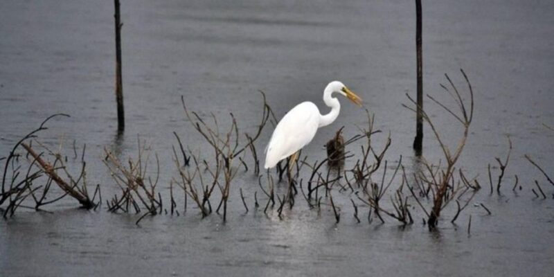 Muthurajawela Wetland: Birdwatching Expedition by Boat - Inclusions and Exclusions