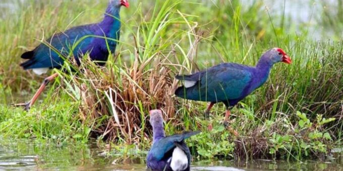 Muthurajawela Wetland: Birdwatching Expedition by Boat - What to Expect on the Tour