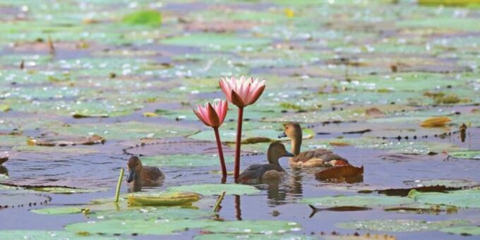 Muthurajawela Wetland: Birdwatching Expedition by Boat - Frequently Asked Questions
