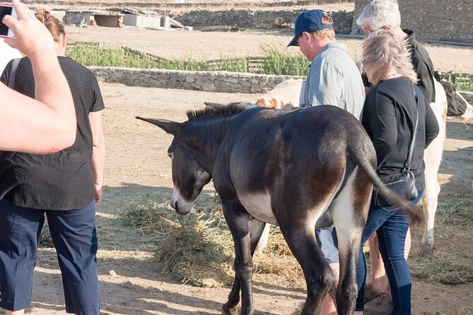 Mykonian Farm Entrance Ticket - Visitor Reviews and Ratings