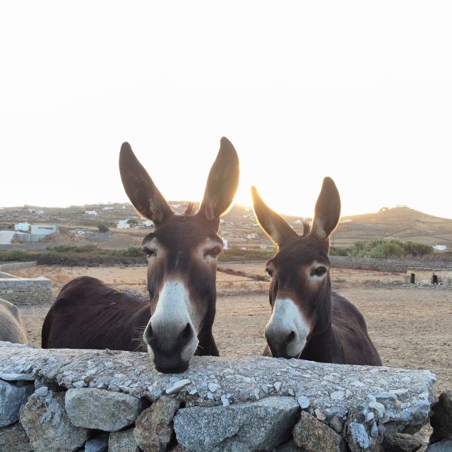 Mykonos: Full-Day Sightseeing Tour With Lunch - Walking Through Mykonos Town