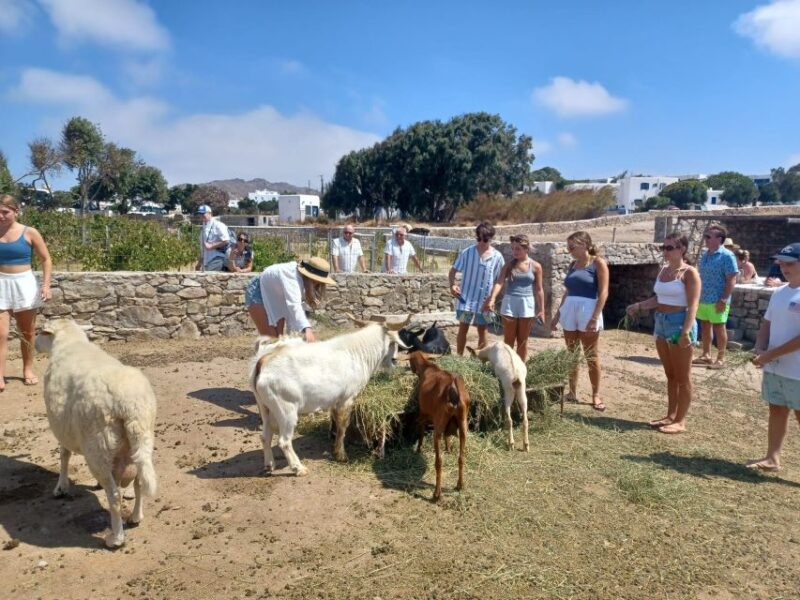 Mykonos Highlights Tour - Scenic Highlights
