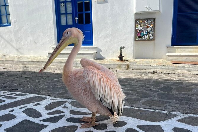 Mykonos Semi Private Bus Tour in English Spanish - Return Transportation