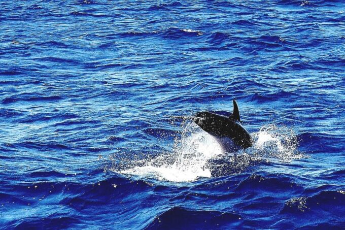 Mykonos: South Beaches & Rhenia Yacht Cruise With Transfers - Pricing and Booking