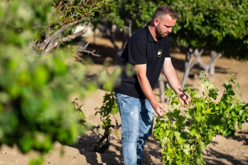 Mykonos: Winery Vineyard Experience With Food & Wine Tasting - Greek Organic Wine Tasting