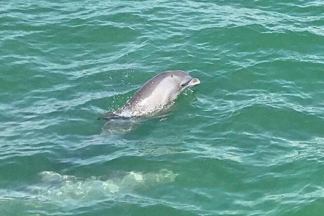 Myrtle Beach Dolphin Cruise - Exploring Scenic Areas