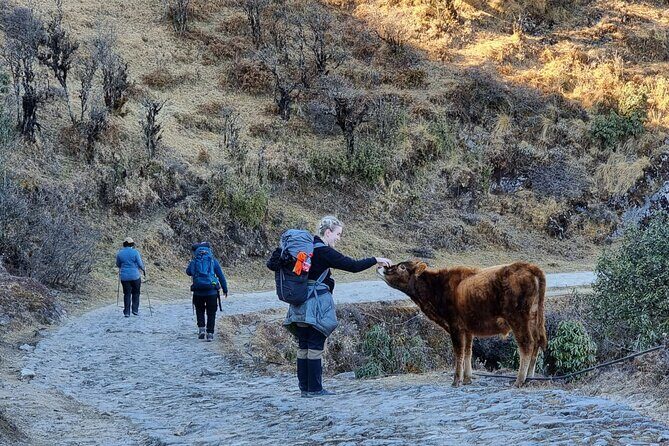 Mystic Darjeeling to Tonglu Day Trek - Key Points