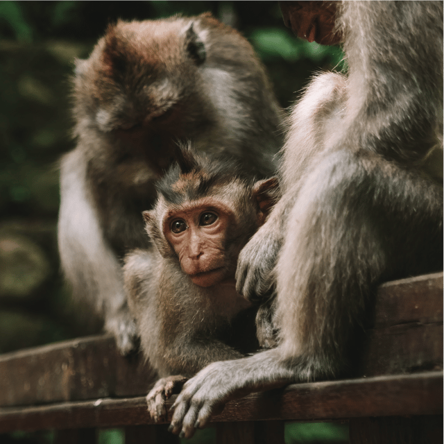 Mystical Bali Adventure - Sacred Monkey Forest Sanctuary