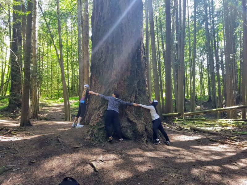 Mystical Rainforest Tour - Forest Magick - Holistic Wellness Tips