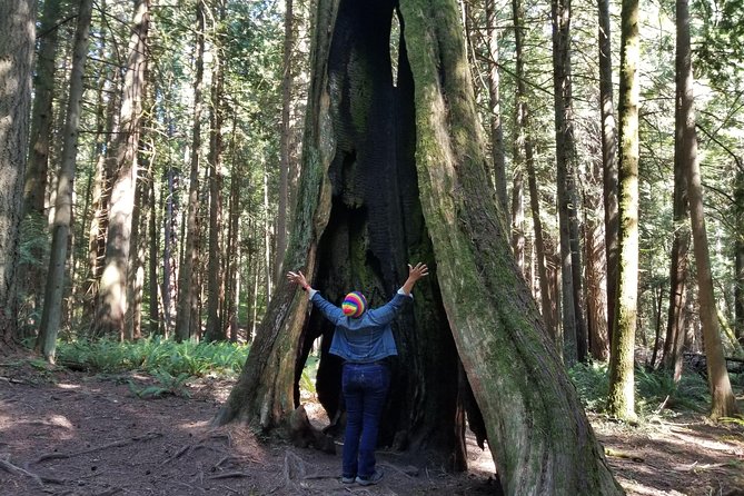 Mystical Rainforest Tour - Forest Magick - Pricing and Accessibility Information