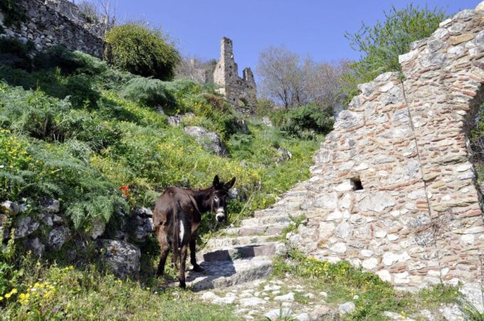 Mystras Castle Town, Sparta, Olive Museum Private Day Tour - Booking and Communication