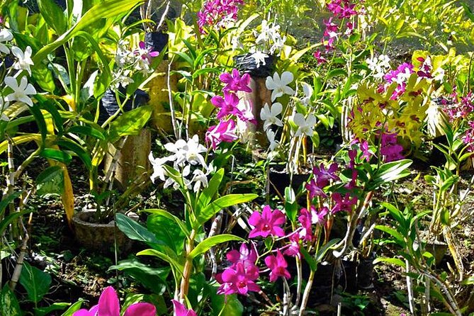 Nadi Half-Day Tour - Traveler Reviews and Ratings
