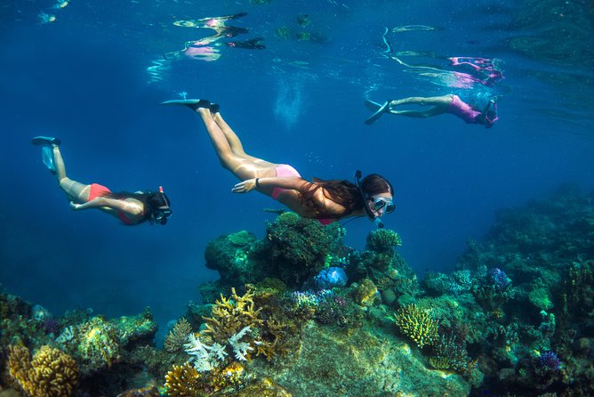 Nadi Tivua Island Day Cruise Including Snorkeling and BBQ Lunch - PADI Diving Opportunities