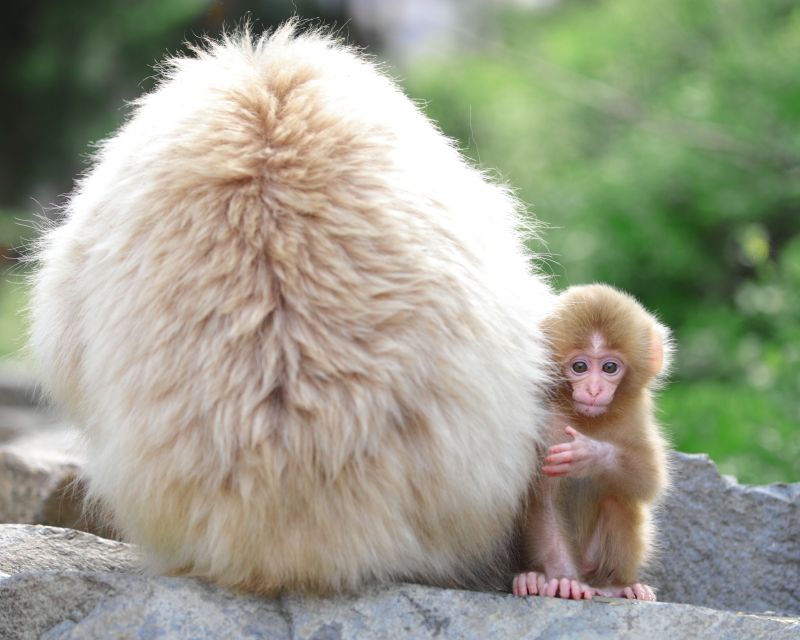 Nagano: 1-Day Snow Monkey & Cherry Blossom Tour in Spring - Highlights of the Day
