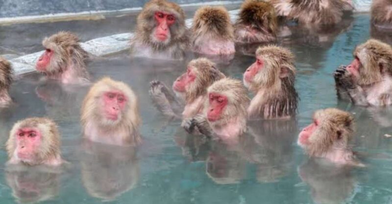 Nagano Full Day Private Tour: Zenkoji Temple, by Car - Key Points