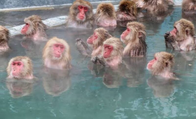 Nagano Full Day Private Tour: Zenkoji Temple, by Car - Jigokudani Snow Monkey Park
