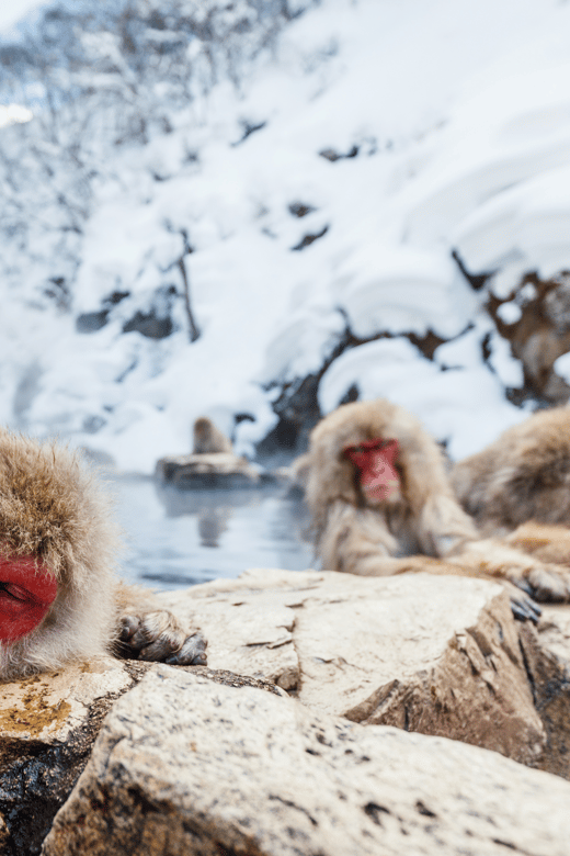 Nagano/Myoko: Snow Monkey & Hot Spring Retreat Private Tour - Jigokudani Snow Monkey Park