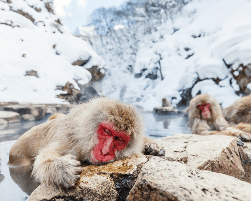 Nagano/Myoko: Snow Monkey & Hot Spring Retreat Private Tour - Hot Springs Experience