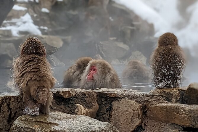 Nagano Snow Monkey 1 Day Tour With Beef Sukiyaki Lunch From Tokyo - Tour Inclusions