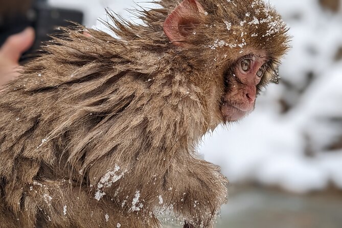 Nagano Snow Monkey 1 Day Tour With Beef Sukiyaki Lunch From Tokyo - Transportation and Pickup