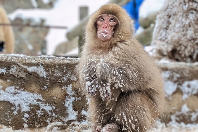 Nagano Snow Monkey 1 Day Tour With Beef Sukiyaki Lunch From Tokyo - Booking Confirmation