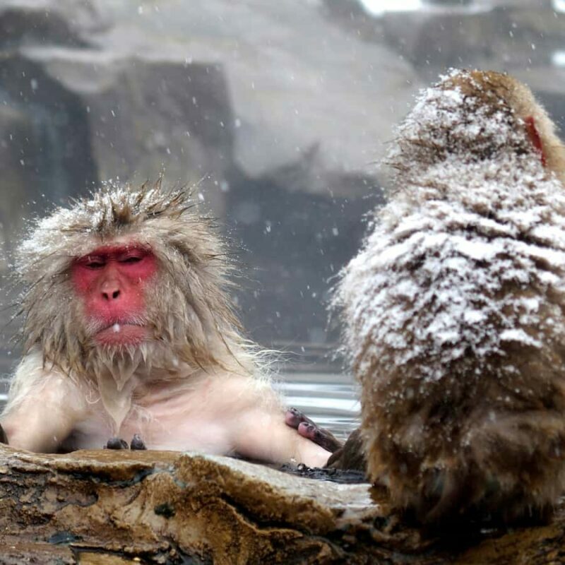 Nagano: Snow Monkey Park Full Day Tour Fully Customizable - Key Points
