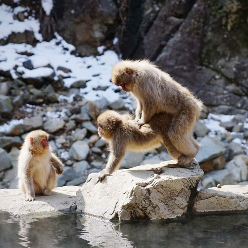 Nagano: Snow Monkey Park Full Day Tour Fully Customizable - An Honest Look at the Nagano Full-Day Tour