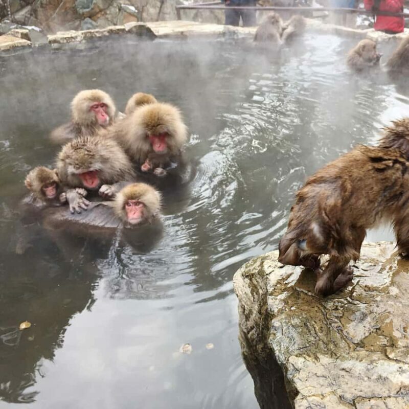 Nagano: Snow Monkey Park Full Day Tour Fully Customizable - Who Will Love This Experience?