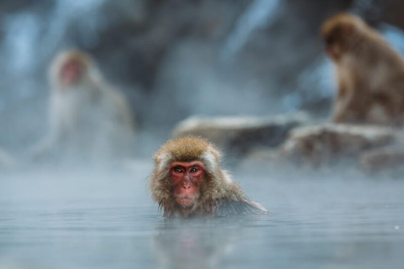 Nagano: Snow Monkey Park, Zenkoji One Day Private Tour - Historic Obuse Town