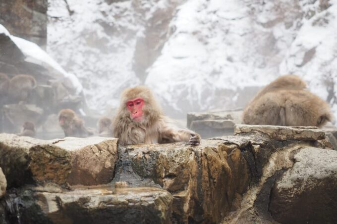 Nagano: Snow Monkey Park, Zenkoji One Day Private Tour - Transportation Arrangements