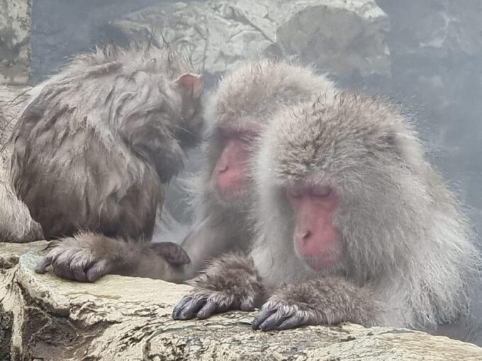Nagano: Snow Monkey Park, Zenkoji One Day Private Tour - Frequently Asked Questions