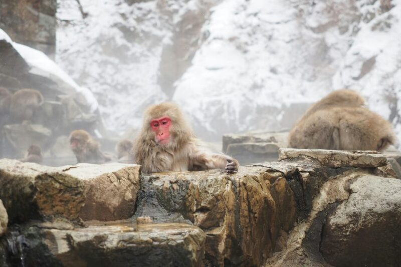 Nagano, Snow Monkey Park, Zenkoji Temple English Guide Tour. - Zenkoji Temple