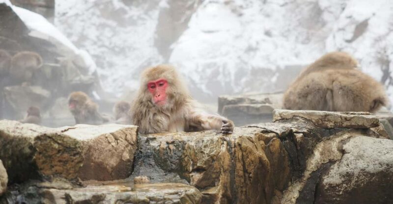 Nagano, Snow Monkey Park, Zenkoji Temple English Guide Tour. - Obuse