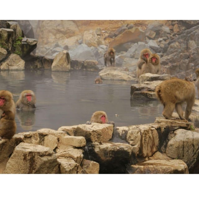 Nagano: Snow Monkey Private Instagramable Day Tour Low Price - Convenient Transportation and Amenities