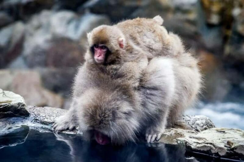 Nagano Snow Monkey & Zenkoji Private Customizable Tour - An In-Depth Look at the Experience