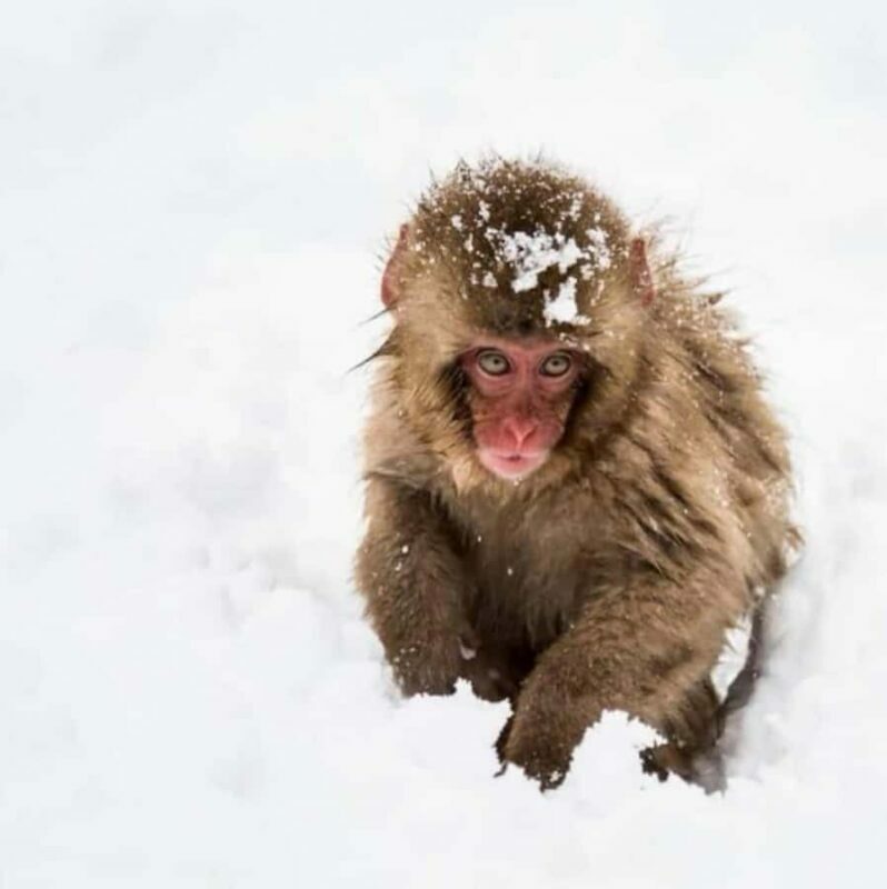 Nagano Snow Monkey & Zenkoji Private Customizable Tour - The Sum Up