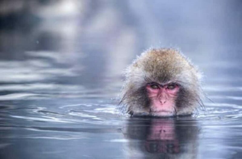 Nagano Snow Monkey & Zenkoji Private Customizable Tour - FAQ