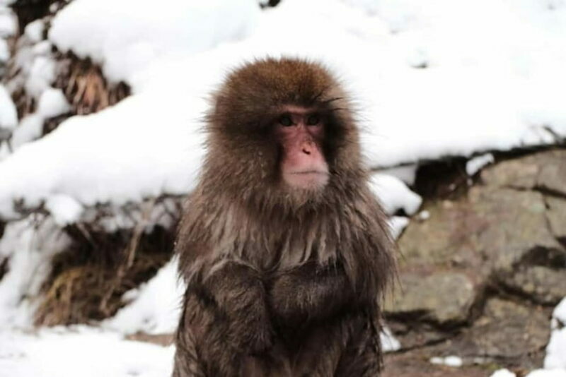 Nagano: Snow Monkeys & Togakushi Shrine Two-Spot in-One Day - Price and Value